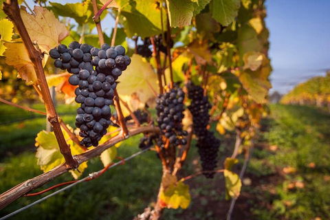 Full Day Tamar Valley Wine Tour - Rental Cars 0