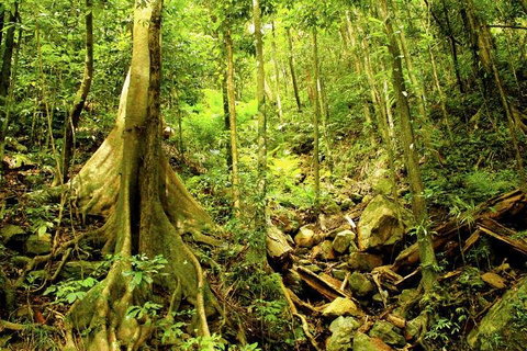 Cairns 4WD Waterfall And Rainforest Tour Including Kuranda Scenic Railway - Rental Cars 1