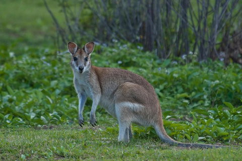 Cairns 4WD Waterfall And Rainforest Tour Including Kuranda Scenic Railway - Rental Cars 2