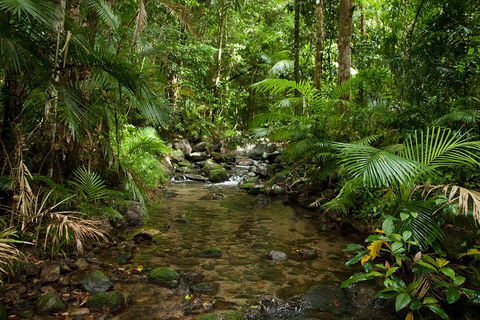 Cairns Reef And Rainforest Combo: Daintree Rainforest And The Great Barrier Reef - Rental Cars 1