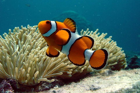 Cairns Reef And Rainforest Combo: Daintree Rainforest And The Great Barrier Reef - Rental Cars 2