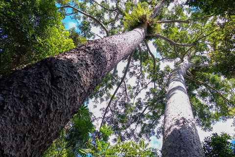 Paronella Park And Millaa Millaa Falls Full-day Tour From Cairns - Rental Cars 1