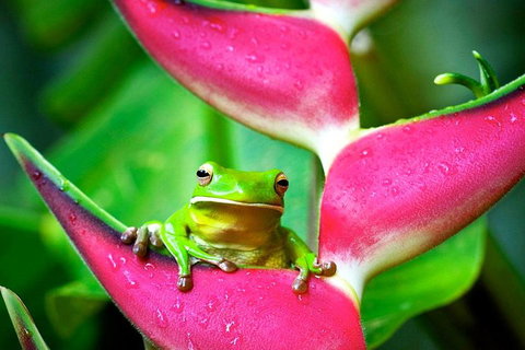 Cape Tribulation, Mossman Gorge, And Daintree Rainforest Premium Day Tour - Rental Cars 0