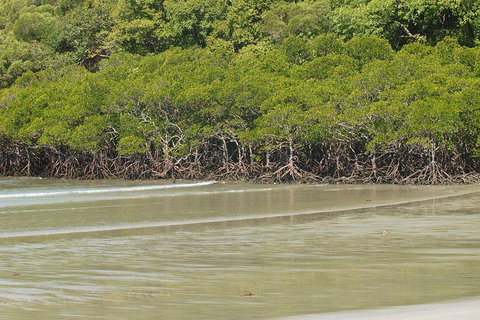 Cape Tribulation, Mossman Gorge, And Daintree Rainforest Premium Day Tour - Rental Cars 4