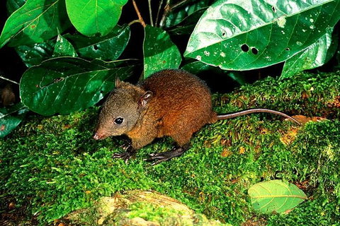 3-Day Small-Group Tour Of North Queensland With Pick Up - Rental Cars 0