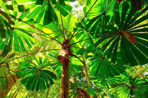 Private Daintree National Park Day Tour From Cairns Including Cape Tribulation And Mossman Gorge - Rental Cars 3