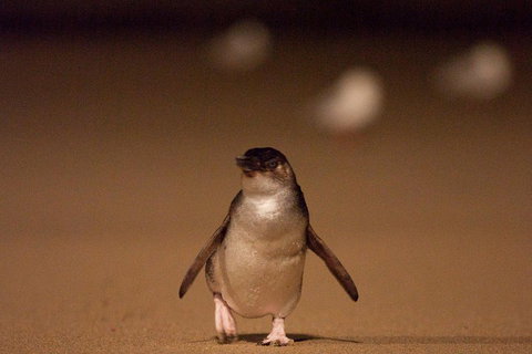 Phillip Island Medium Size Group Tour - Rental Cars 4