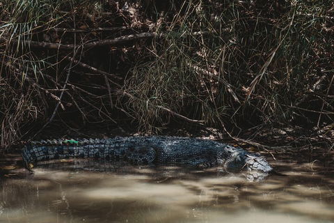 Kakadu Full-Day Tour From Darwin With Lunch - Rental Cars 4
