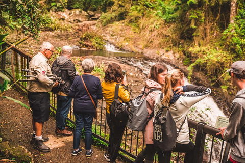 Full-day Springbrook National Park Tour From The Gold Coast - Rental Cars 0