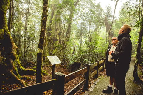 Full-day Springbrook National Park Tour From The Gold Coast - Rental Cars 1