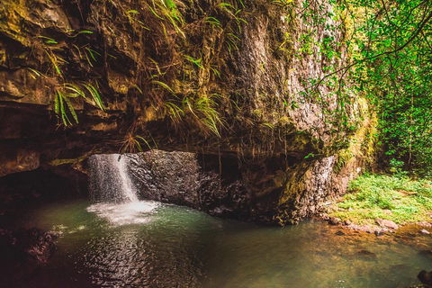 Full-day Springbrook National Park Tour From The Gold Coast - Rental Cars 4