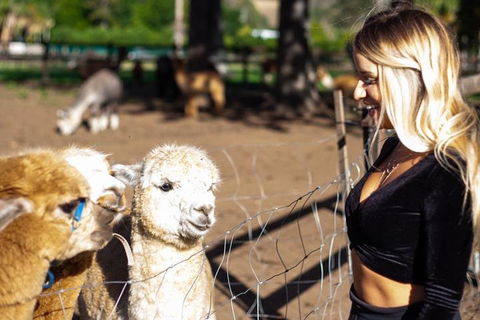 O'Reilly's & Lamington National Park Incl. Alpaca Farm + Vineyard - Rental Cars 3