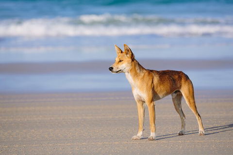 Fraser Island 4WD Tour From Noosa - Rental Cars 5