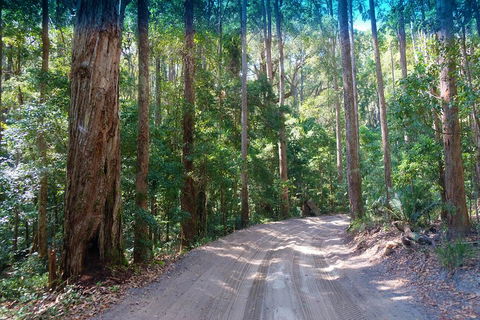 Fraser Island 4WD Tour From Rainbow Beach - Rental Cars 4