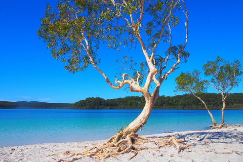 Fraser Island 4WD Tour From Rainbow Beach - Rental Cars 5