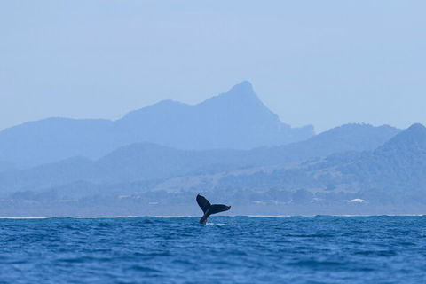 The Byron Bay Sea Kayak Tour - Rental Cars 0