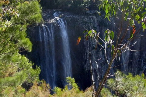 Byron Bay Hinterland Tour Including Rainforest Walk To Minyon Falls - Rental Cars 0