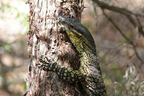 Byron Bay Hinterland Tour Including Rainforest Walk To Minyon Falls - Rental Cars 1