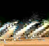 Phillip Island Penguins Private Tour - Rental Cars