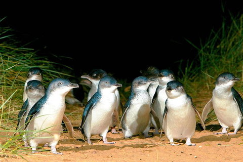 Phillip Island Penguins Private Tour - Rental Cars 0