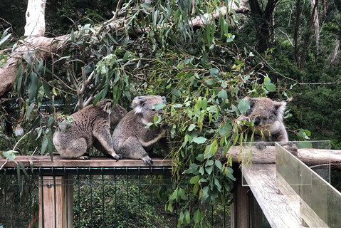 Phillip Island Penguins Private Tour - Rental Cars 3