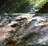 Daintree Rainforest Cape Tribulation Mossman Gorge Small-Group Day Tour - Rental Cars