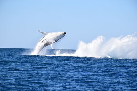 Noosa Whale Watching - Rental Cars 1