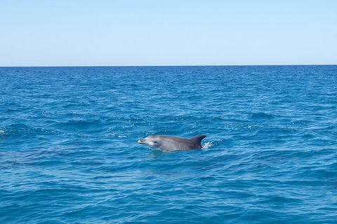 Noosa Wild Dolphin Safari - Rental Cars 1