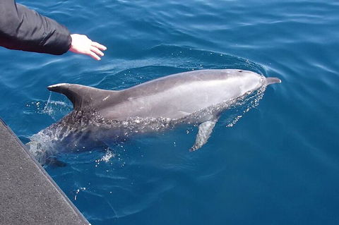 Noosa Wild Dolphin Safari - Rental Cars 2