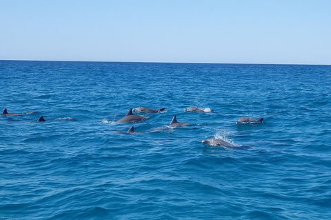 Noosa Wild Dolphin Safari - Rental Cars 3