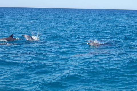 Noosa Wild Dolphin Safari - Rental Cars 4