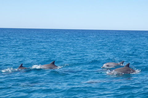 Noosa Wild Dolphin Safari - Rental Cars 5