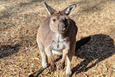 Blue Mountains Private Tour - Wild Kangaroos, Waterfalls And The Three Sisters - Rental Cars 2