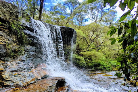 Blue Mountains Private Tour - Wild Kangaroos, Waterfalls And The Three Sisters - Rental Cars 5