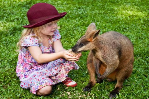 Kuranda Day Tour + HotAir Balloon Combo - Rental Cars 0
