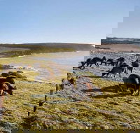 Kangaroo Island Personal Group Tours - Rental Cars