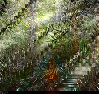 O'Reilly's  Lamington National Park from Gold Coast - Rental Cars