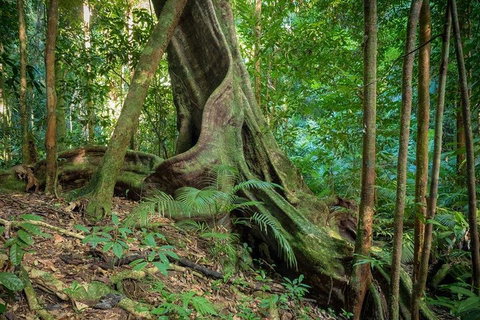 Private Daintree Mossman Gorge Exclusive Nature And Wildlife Focus - Rental Cars 0