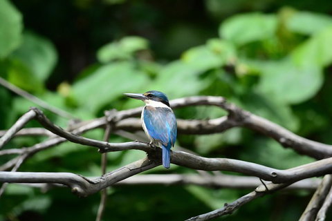 Private Daintree Mossman Gorge Exclusive Nature And Wildlife Focus - Rental Cars 1
