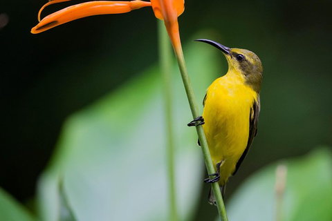 Private Daintree Mossman Gorge Exclusive Nature And Wildlife Focus - Rental Cars 2