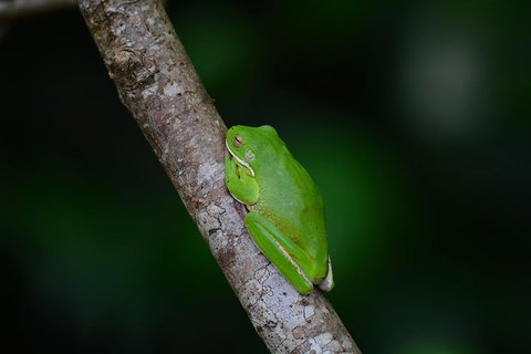 Private Daintree Mossman Gorge Exclusive Nature And Wildlife Focus - Rental Cars 3