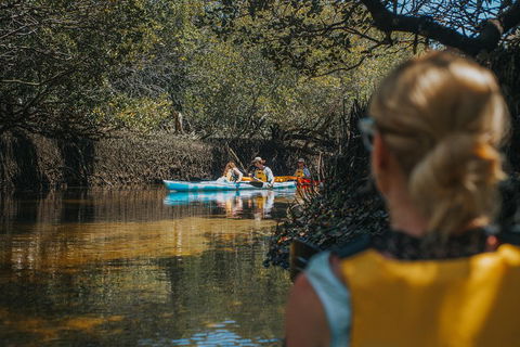 Kayak Tour In Adelaide Dolphin Sanctuary - Rental Cars 0