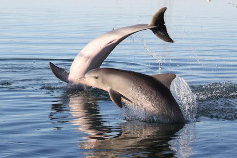 Kayak Tour In Adelaide Dolphin Sanctuary - Rental Cars 5