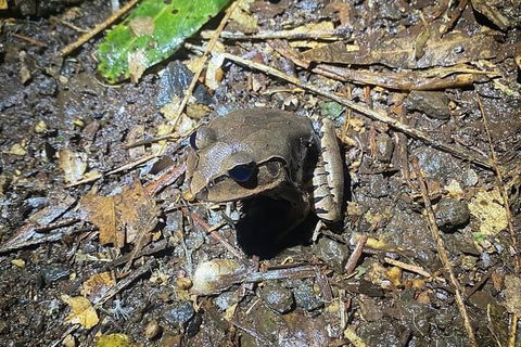 Evening Rainforest & Glow Worm Experience - Rental Cars 1