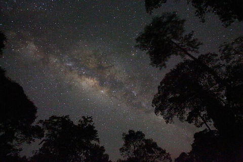 Evening Rainforest & Glow Worm Experience - Rental Cars 4