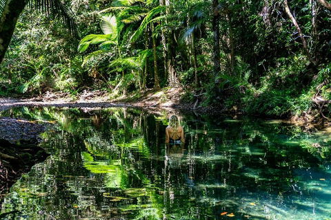 Daintree And Cape Tribulation Full Day Guided Tour - Rental Cars 1