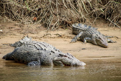 Daintree And Cape Tribulation Full Day Guided Tour - Rental Cars 3