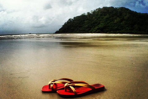 Daintree And Cape Tribulation Full Day Guided Tour - Rental Cars 4