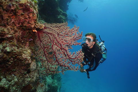 Silversonic Outer Great Barrier Reef Dive And Snorkel Cruise From Port Douglas - Rental Cars 0