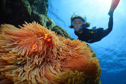 Silversonic Outer Great Barrier Reef Dive And Snorkel Cruise From Port Douglas - Rental Cars 3